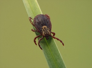 image for March is Tick Awareness Month
