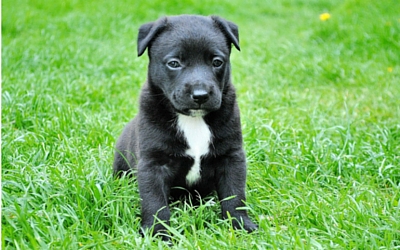 image for Tips for Socializing Your New Dog