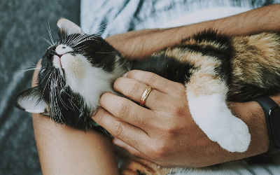 image for June is Adopt-A-Cat Month